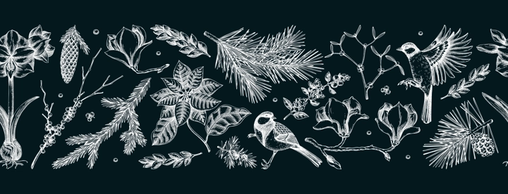 Merry Christmas seamless border. Winter birds and flowers pattern. Conifer trees sketches on chalkboard. Hand-drawn vector background. NOT AI generated
